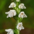 Creeping Ladies Tresses (Goodyera repens) 