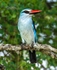 Woodland Kingfisher