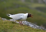 Black-headed Gull