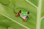 Red Eyed Tree Frog in Egg Plant Leaf