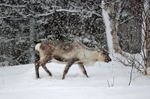 Reindeer