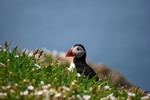 Puffin