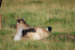 Fallow Deer .... and Magpie