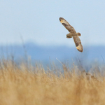 Short-eared Owl banking, Hawling, Gloucestershire