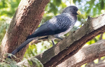 Wesern Grey Plantain Eater