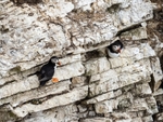 Puffin