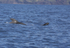 Short finned pilot whale & week old calf, Pico Island, Azores