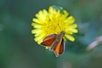 Small Skipper