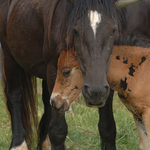 29, Irish Ponies, Spancil Hill Horse fair, Co.Clare