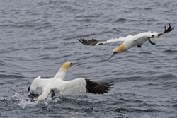 Gannets_0006