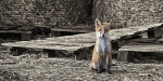 Farmyard Fox