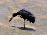 African Openbilled Stork