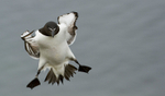Razorbill, Isle of Mull