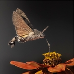 Digital Photograph of the The Year portfolio