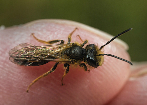 [i]Andrena bucephala[/i] male. At a known breeding site in Warwickshire. April 2014. Note characteristically large head.