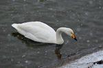 Whooper Swan