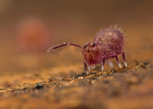 [i]Dicyrtoma fusca[/i]. On the underside of a fallen leaf. Warwickshire, November 2013.