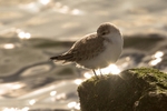 180307-Wirral0247