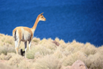 Adult Vicuna above Laguna Miscanti, Chile