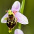 (Hybrid Bee orchid x late spider orchid (Ophrys apifera X O.fuciflora = O.x albertiana)