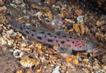 Thorogobius ephippiatus