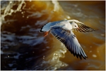 Emerging from Wave