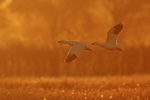 Ross's Geese flying at dawn, Bosque del Apache, New Mexico