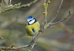 Blue Tit