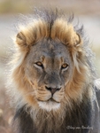 Lazy Lion