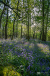 Bluebell wood shade