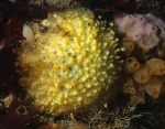 Tethya citrina