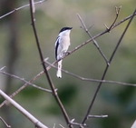 Bar Winged Flycatcher Shrike