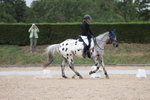 Unaffiliated Dressage portfolio