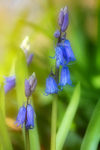 20th March First Bluebell