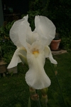 Iris 1074