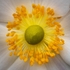 Blossom