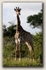 Girrafe