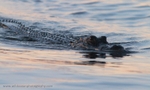 FLR014: Alligator