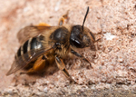 Andrena flavipes (f)