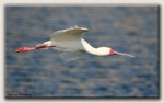 African Spoonbill