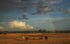 Five Cows and a Rainbow-0112