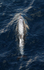 WDP013: Dolphin