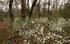 At spring wild jasmine