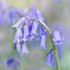 Bluebell Study