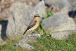 Northern Wheatear