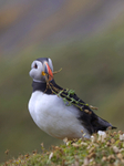 Puffin Skomer Island in Wales