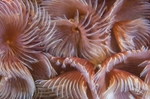 Bispira volutacornis
