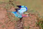 Lilac-breasted Roller about to take off from a dead tree stump