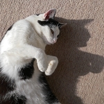 Shadow play