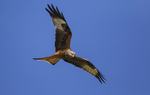Red Kite